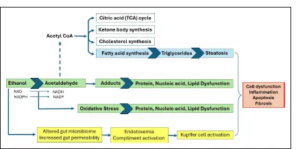 chewing tobacco and liver enzymes Does Cause Fatty Liver? UK Evidence Guidance – Bolt Pharmacy High liver enzymes? Don't ignore